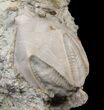 Blastoid (Pentremites) Fossil - Illinois #48656-2